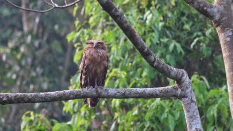 Camera-zooms-out-while-this-owl-looks-towards-the-left-upwards