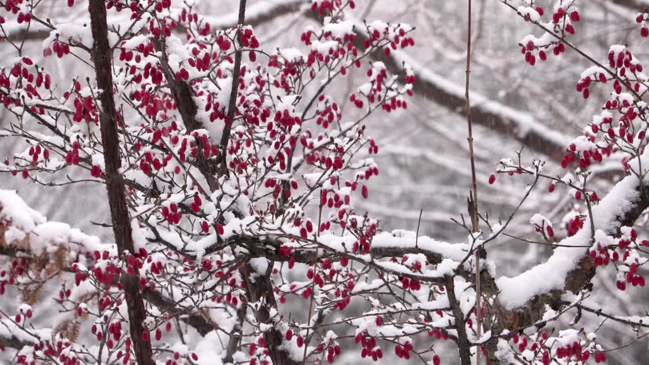Neve che cade su un albero di bacche rosse
