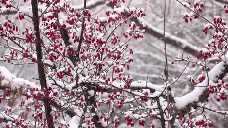 Snow-falling-on-a-red-berry-tree