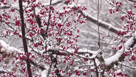 snow falling on a red berry tree