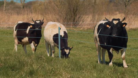 un pequeño rebaño de tres vacas está pastando en un prado