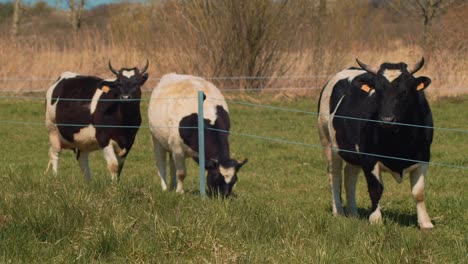 a small herd of three cattle is grazing in a meadow