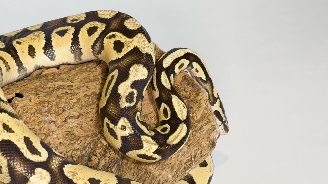 Seekor ular piton bermotif sedang beristirahat di atas kayu dengan latar belakang putih dan pencahayaan yang terang
