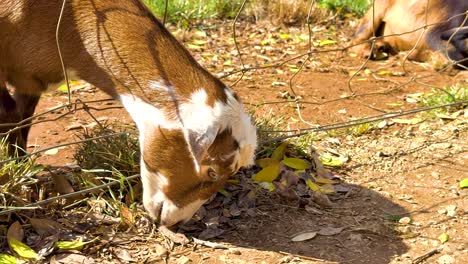 goat eating leaves in a field
