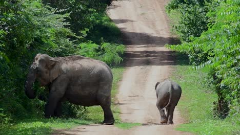 the asiatic elephants are endangered species and they are also residents of thailand