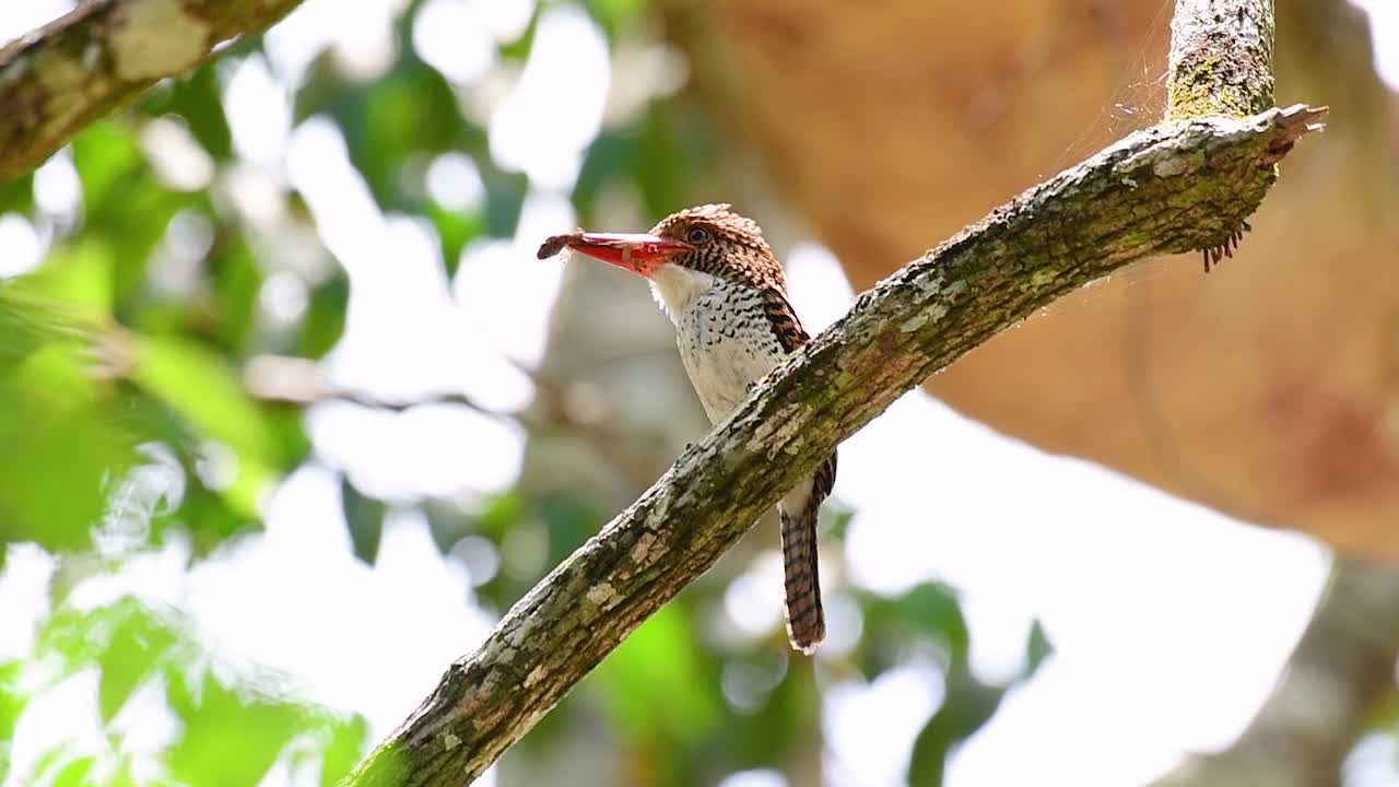 un martín pescador de árboles y una de las aves más hermosas que se encuentran en tailandia dentro de las selvas tropicales