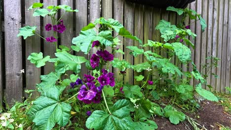 purple flowers blooming near a wooden fence