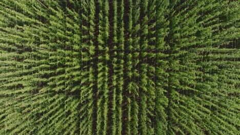 Vista-Aérea-Del-Lúpulo-Verde,-La-Planta-Con-La-Que-Se-Elabora-La-Cerveza.