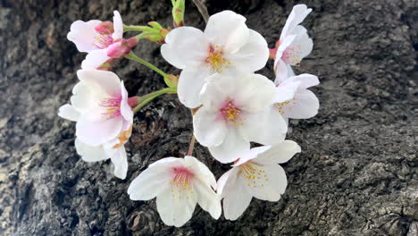 the wind moves the pink cherry blossoms on its branches at sumida park