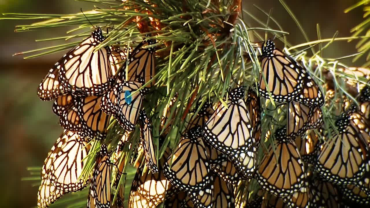 una gran cantidad de mariposas monarca, todas aferradas a una sola planta 2019
