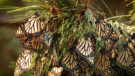 Una-Gran-Cantidad-De-Mariposas-Monarca,-Todas-Aferradas-A-Una-Sola-Planta-2019