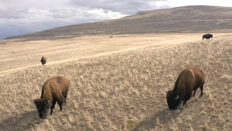 bison grazing with scenic mountains epic circling view