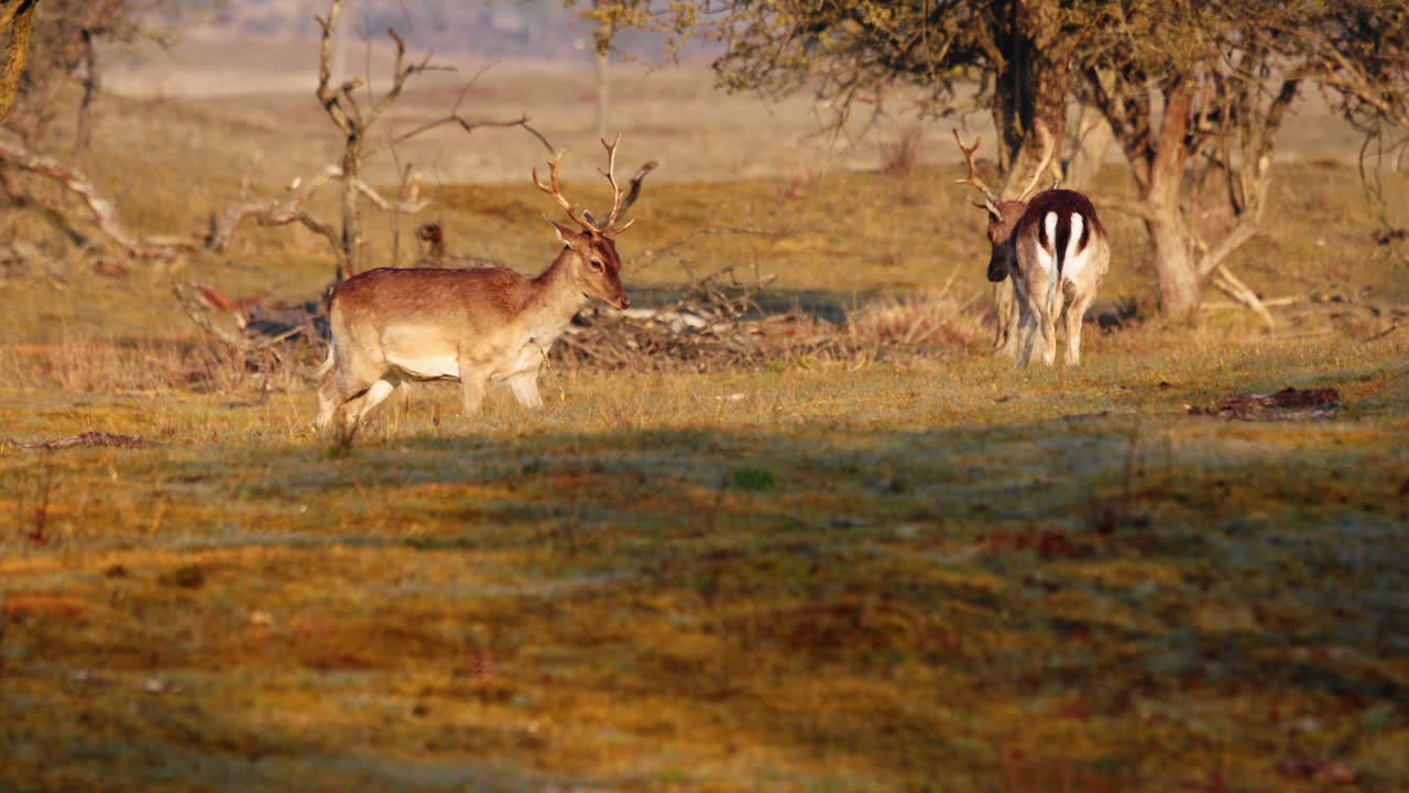 dos ciervos machos pelean y se dan cabezazos en el campo al amanecer