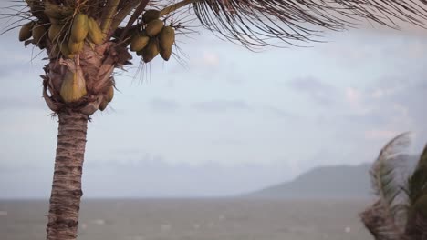 Windiger-Karibischer-Tropischer-Resortstrand-Mit-Palmen,-Kokosnüssen-Und-Meereslandschaft-In-Der-Ferne