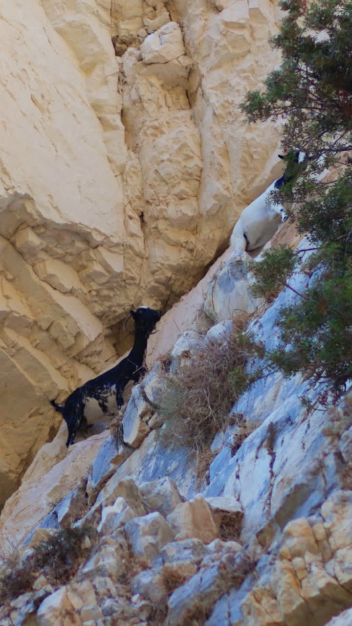 Goats climbing rocky cliff