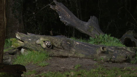 europäischer iltis mit einer gefangenen maus im maul, der nachts aus einem baumstumpf kommt