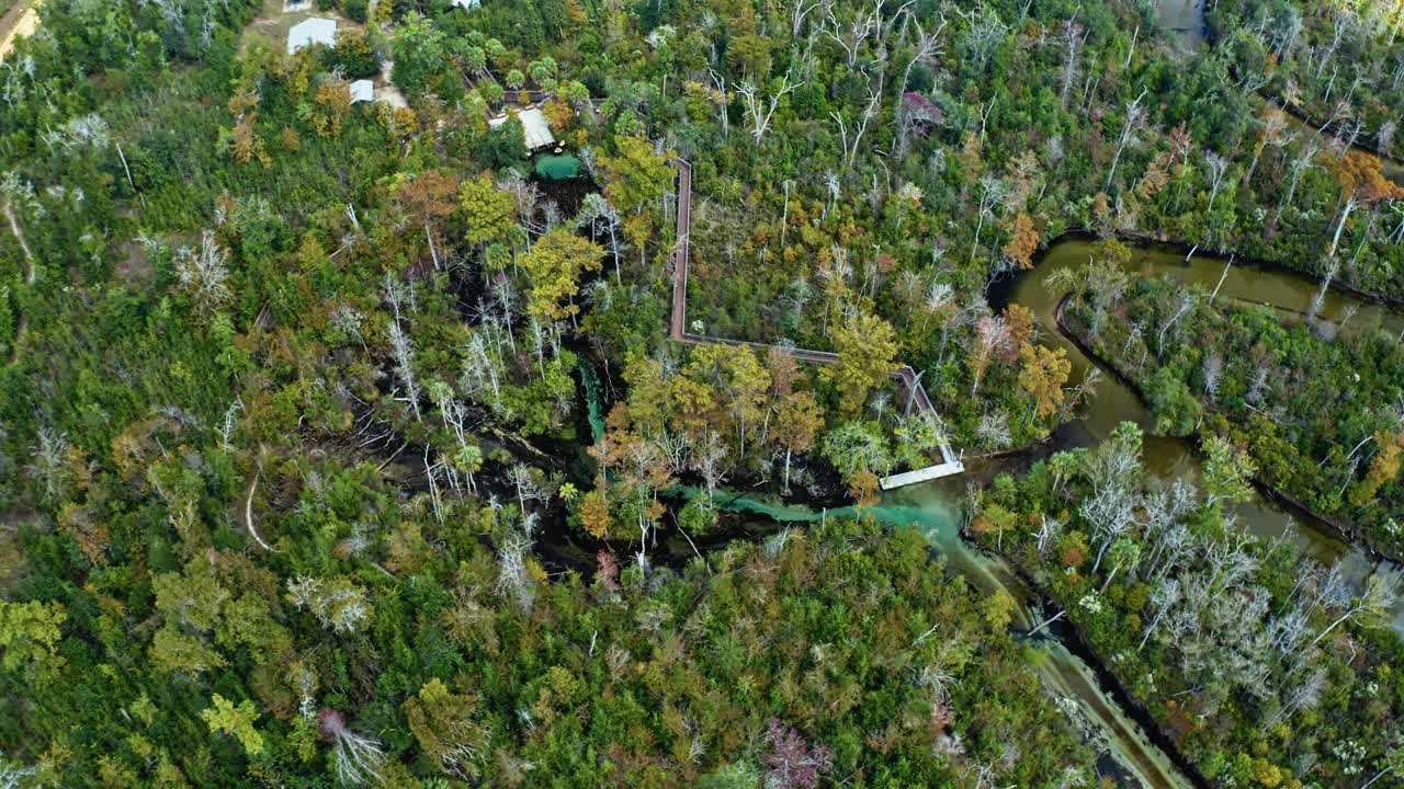 Vibrant turquoise spring water flows beneath dense forest canopy near Pitt and Sylvan Springs, Florida, with winding boardwalks and golden autumn foliage forming a tranquil natural scene from above