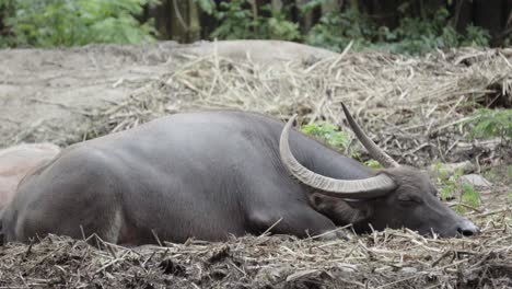 Un-Relajado-Búfalo-De-Agua-Asiático-Domesticado-Acostado-En-Un-Terraplén-De-Una-Granja-Rural-Durmiendo