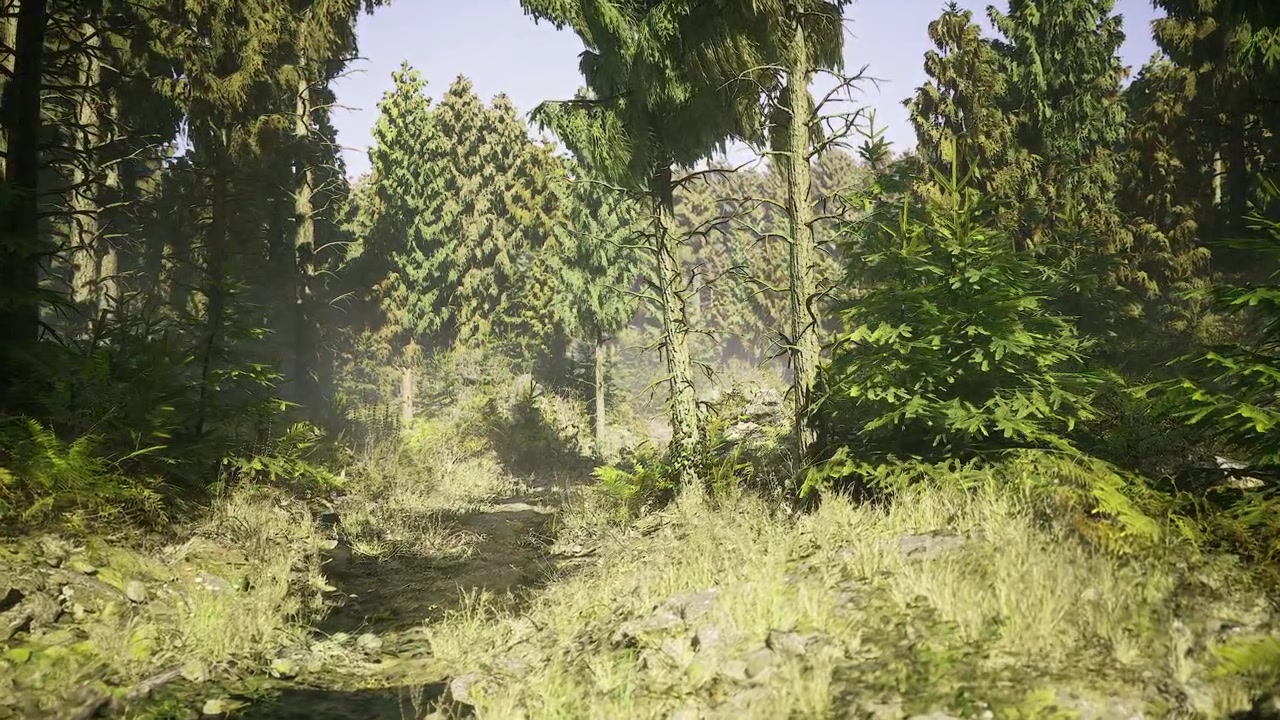 Sentiero soleggiato che serpeggia tra paesaggi di pineta di un verde vivace.