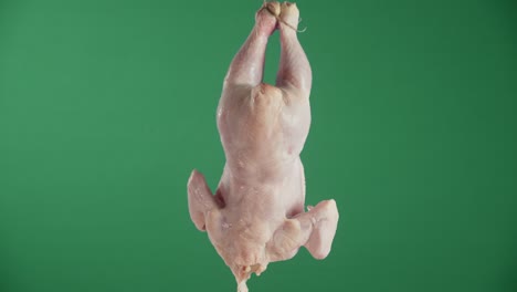 raw whole chicken hanging on a rope.