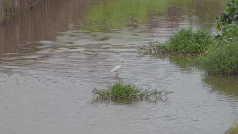 Little-Egret-walking-in-a-pond-water