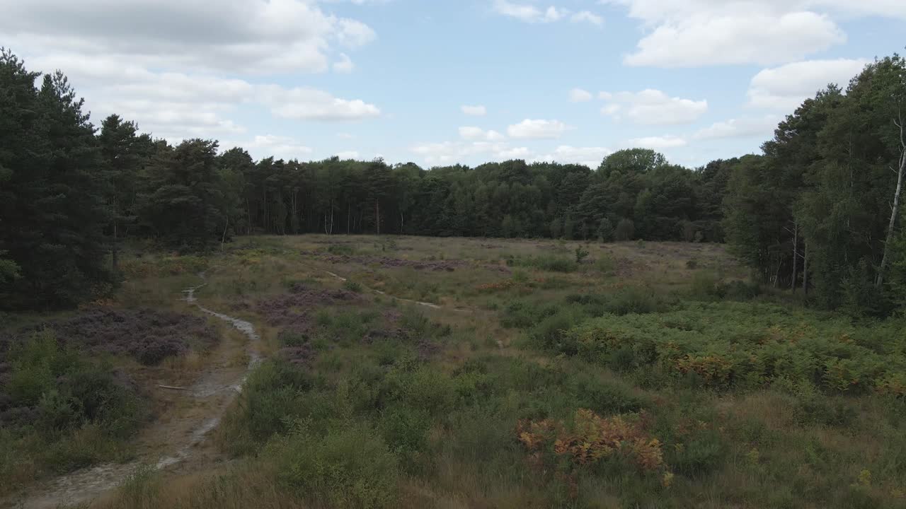 Wandelpaden doorkruisen een natuurlijke weide tussen dichte bossen op het platteland.