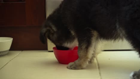 close up of greedy puppy, greek sheperd dog, eating dog food from a small bowl indoors