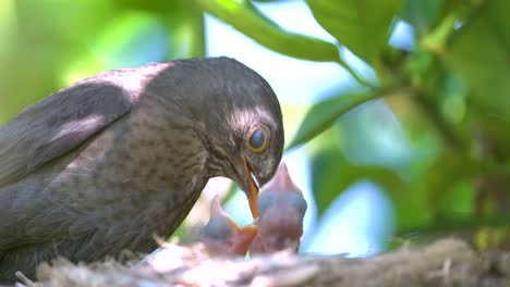 black bird in a nest feeding baby birds