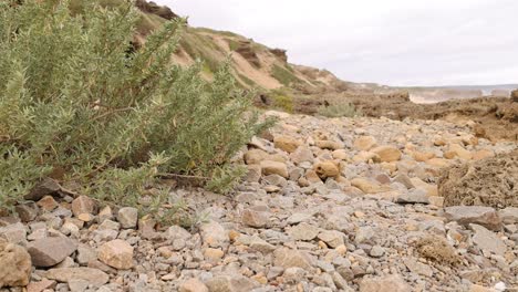 escena costera ventosa con plantas y rocas