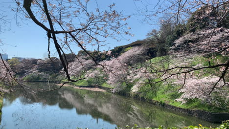 reflection in the moat of the cherry tree branch at chidorigafuchi park