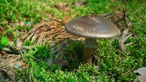 Bright-green-grass-and-forest-mushroom-in-woodland.-Close-up-mushroom