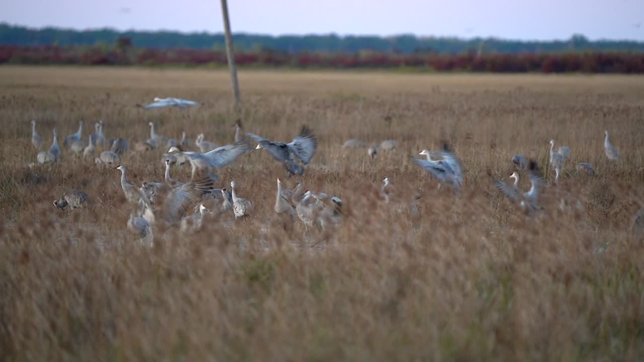 A group of sandhill cranes flies into the wetlands with a pink sky in the background a beautiful autumn evening