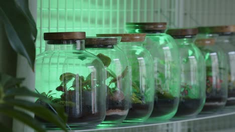 taller botánico con el diminuto ecosistema de composición floral en el bastidor de terrario de vidrio panorama de enfoque a la izquierda