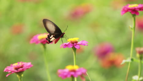 Schwalbenschwanzschmetterling,-Die-Gewöhnliche-Rose,-Bestäubende-Leuchtend-Rosa-Zinnienblüten-Auf-Pastellgrünem-Bokeh-Hintergrund