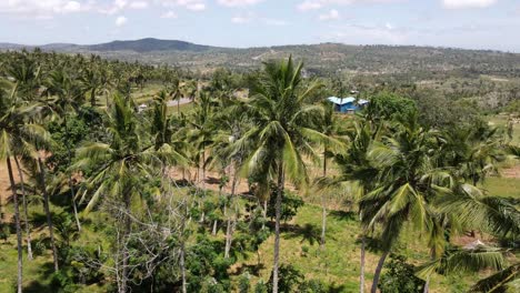 a small plantation with palm trees for the production of coconut oil in kenya