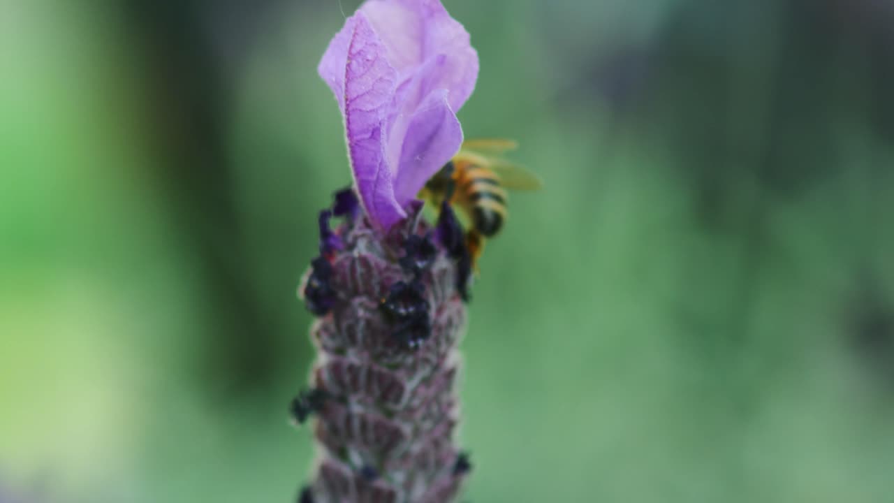 una abeja de miel de pensilvania poliniza la lavanda púrpura