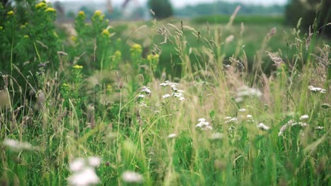 an overgrown wildflower green meadow with a slow breeze