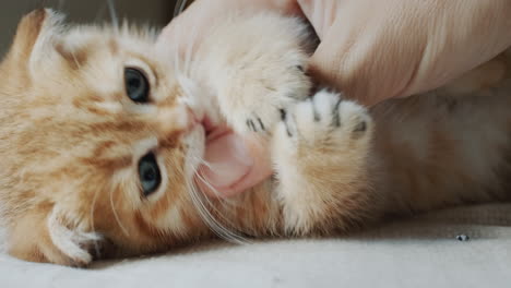 Active-ginger-kitten-plays-with-owner's-hand