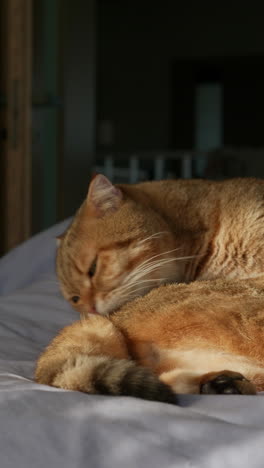 ginger british shorthair cat grooming itself