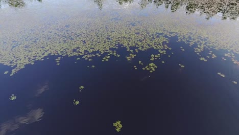 Water-caltrop,-chestnut,-buffalo-nut,-bat-nut,-devil-pod,-ling-nut,-lin-kok,-ling-kio-nut,-mustache-nut,-singhada-in-lake-Pokrata-in-summer