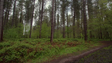 Panning-shot-of-pine-trees-and-brambles-in-a-forest-in-Nottinghamshire