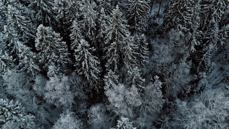 Aerial-pan-of-snowcovered-forest-and-frozen-lake,-drone-4k