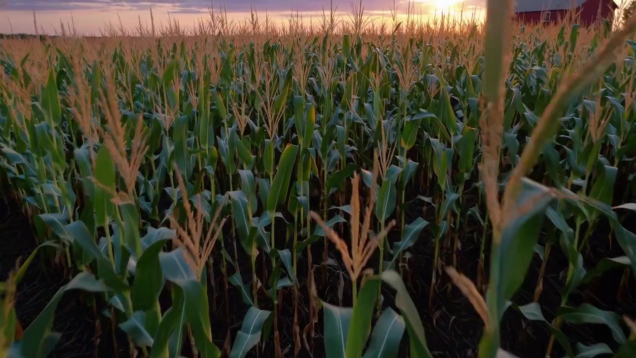 Corn Field at Sunset with Red Barn in Background