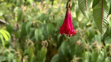 scintillant hummingbird male feeding on a red fuchsia triphylla flower