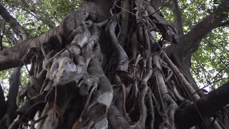 Corteza-Vieja-Colgando-Alrededor-Del-Tronco-Del-árbol