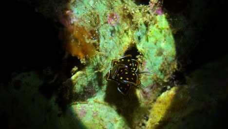 cyerce sp nudibranch butterfly nudibranch manado bay north sulawesi indonesia 25fps 4k