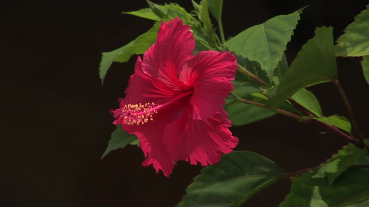 fechar a flor de hibisco movendo-se ao vento, naha, okinawa, japão