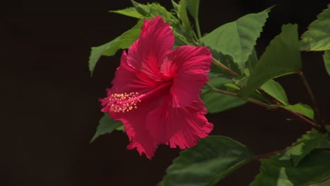 Primer-Plano-De-La-Flor-De-Hibisco-Moviéndose-En-El-Viento,-Naha,-Okinawa,-Japón