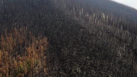 Scorched-earth-and-charred-remains-of-trees-after-destructive-wildfire,-aerial