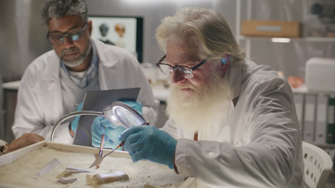 Senior Archaeologists Unearthing Ancient Bones in Sand-Filled Tray